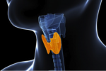 What Everyone 50+ Should Know About Their Thyroid